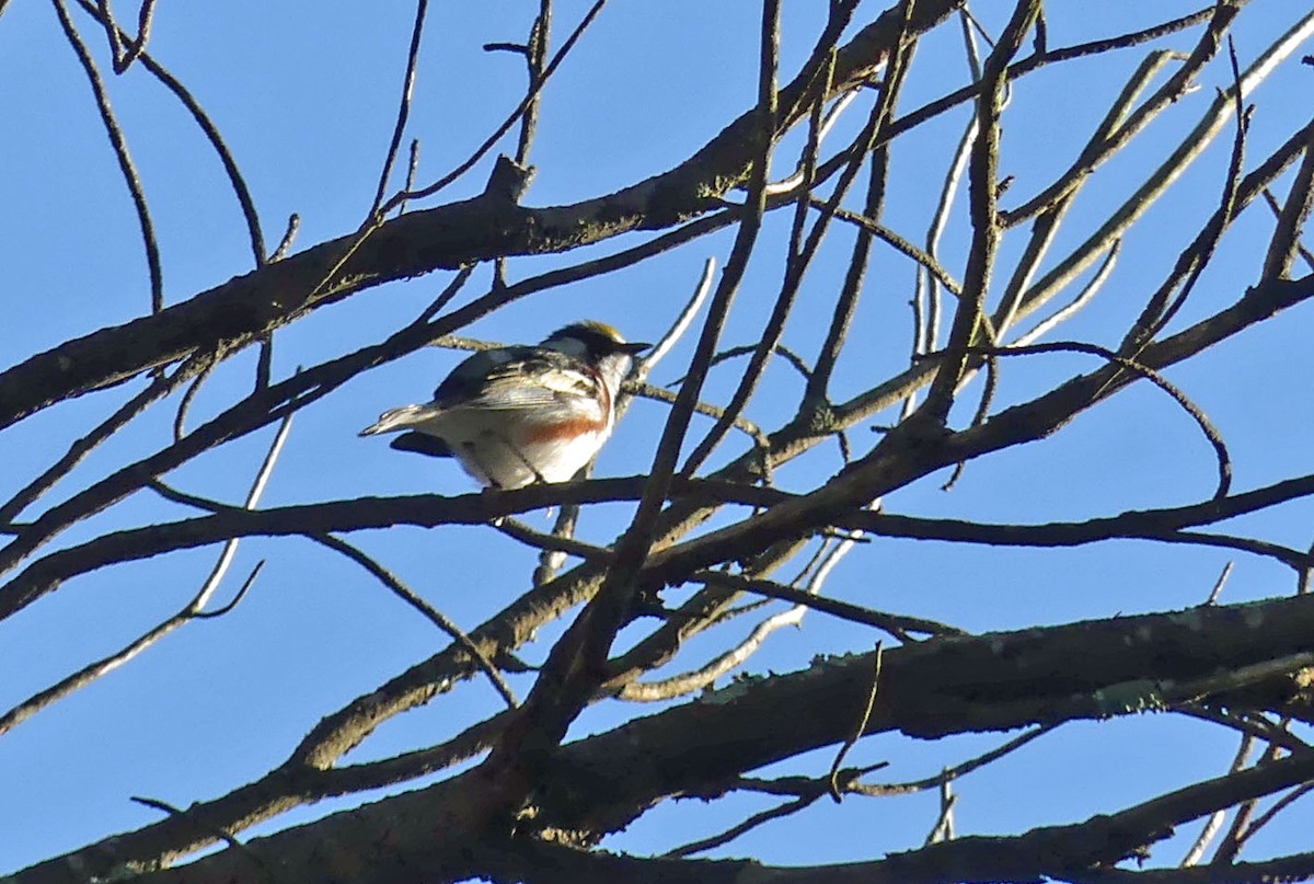 Chestnut-sided Warbler - Jim Goehring