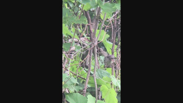 Brown-headed Cowbird - ML347756551