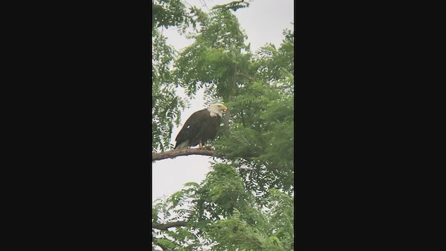 Bald Eagle - ML347756561