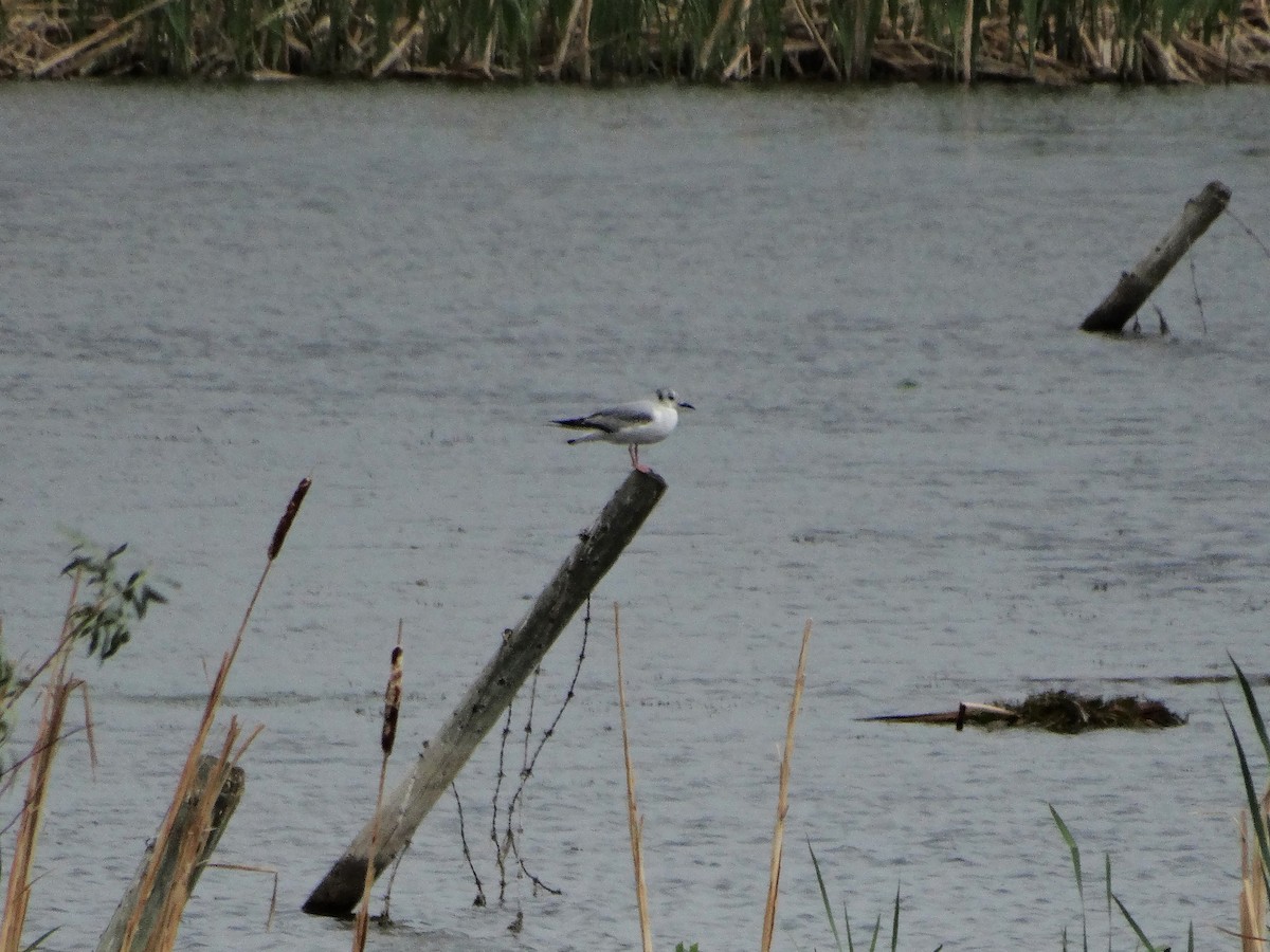 Mouette de Bonaparte - ML347759071