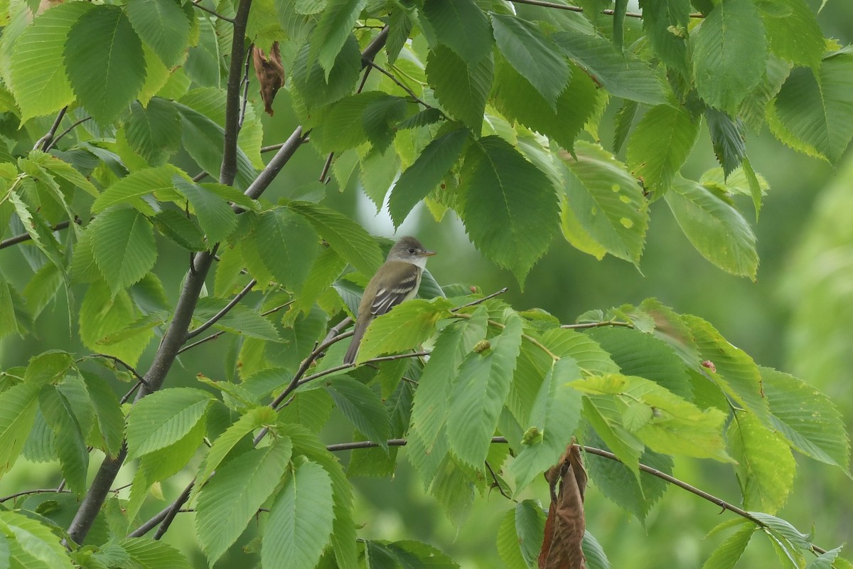 Willow Flycatcher - Ted Bradford