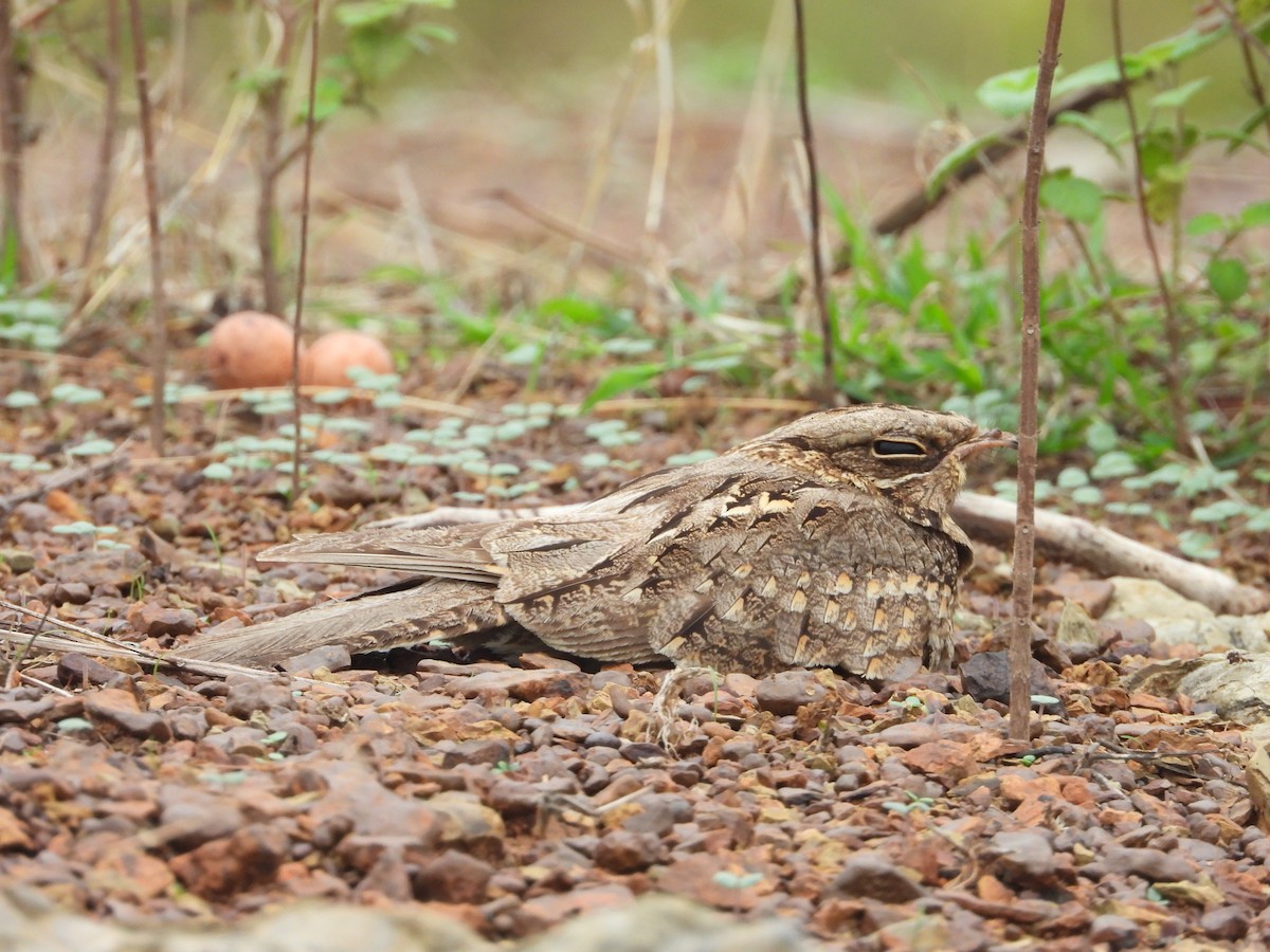 Indian Nightjar - ML347760101