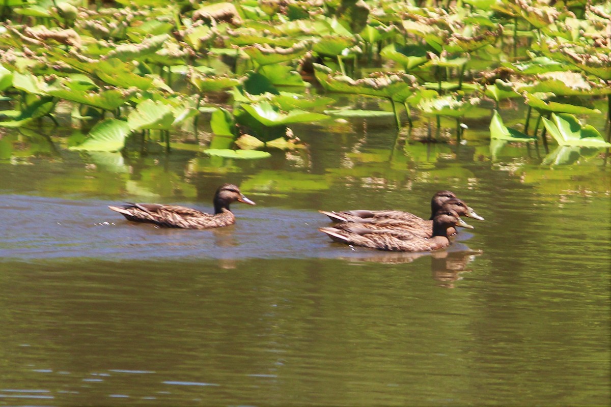 Mallard - ML347761281