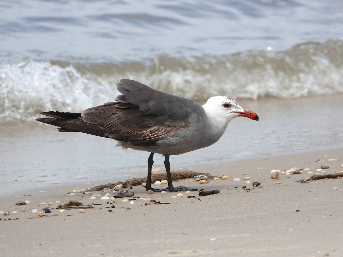 Heermann's Gull - Mark S. Garland