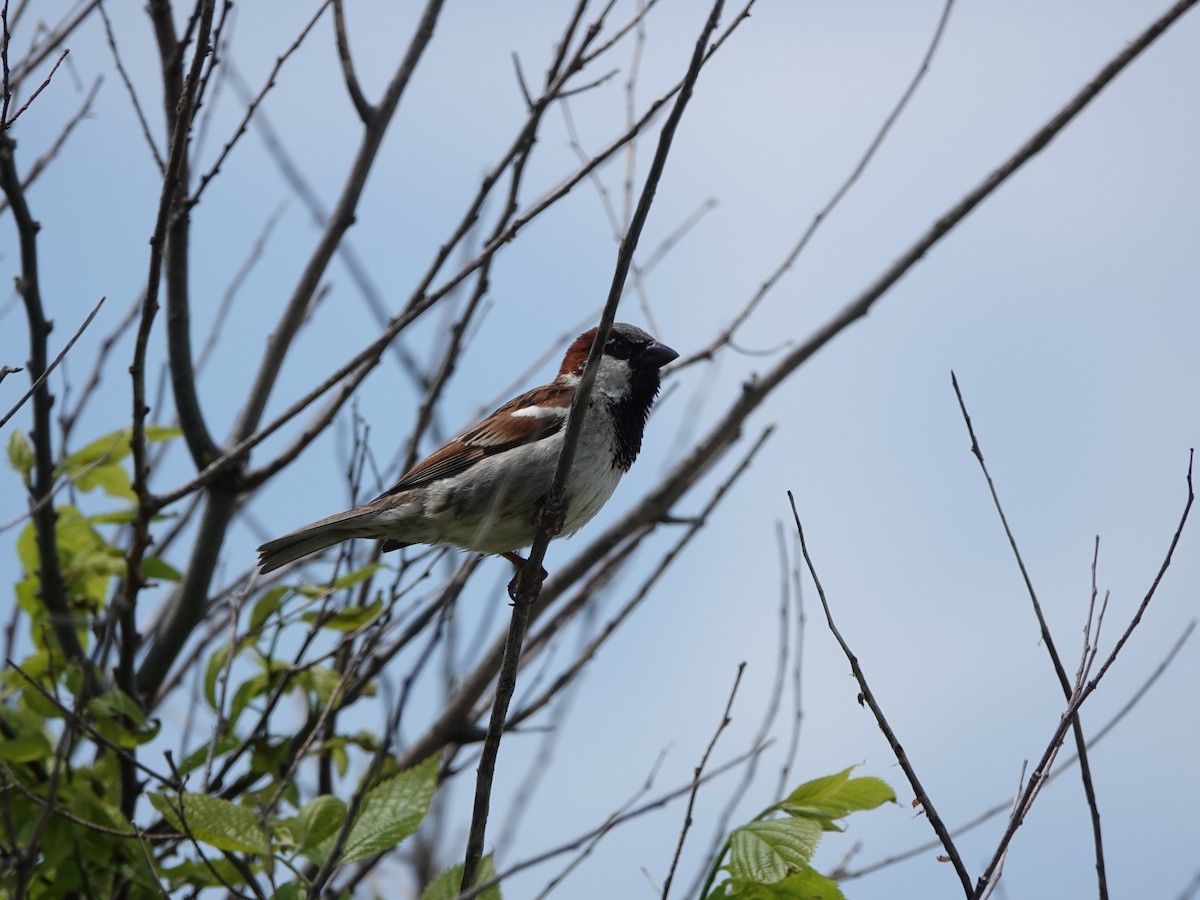 House Sparrow - Mark S. Garland