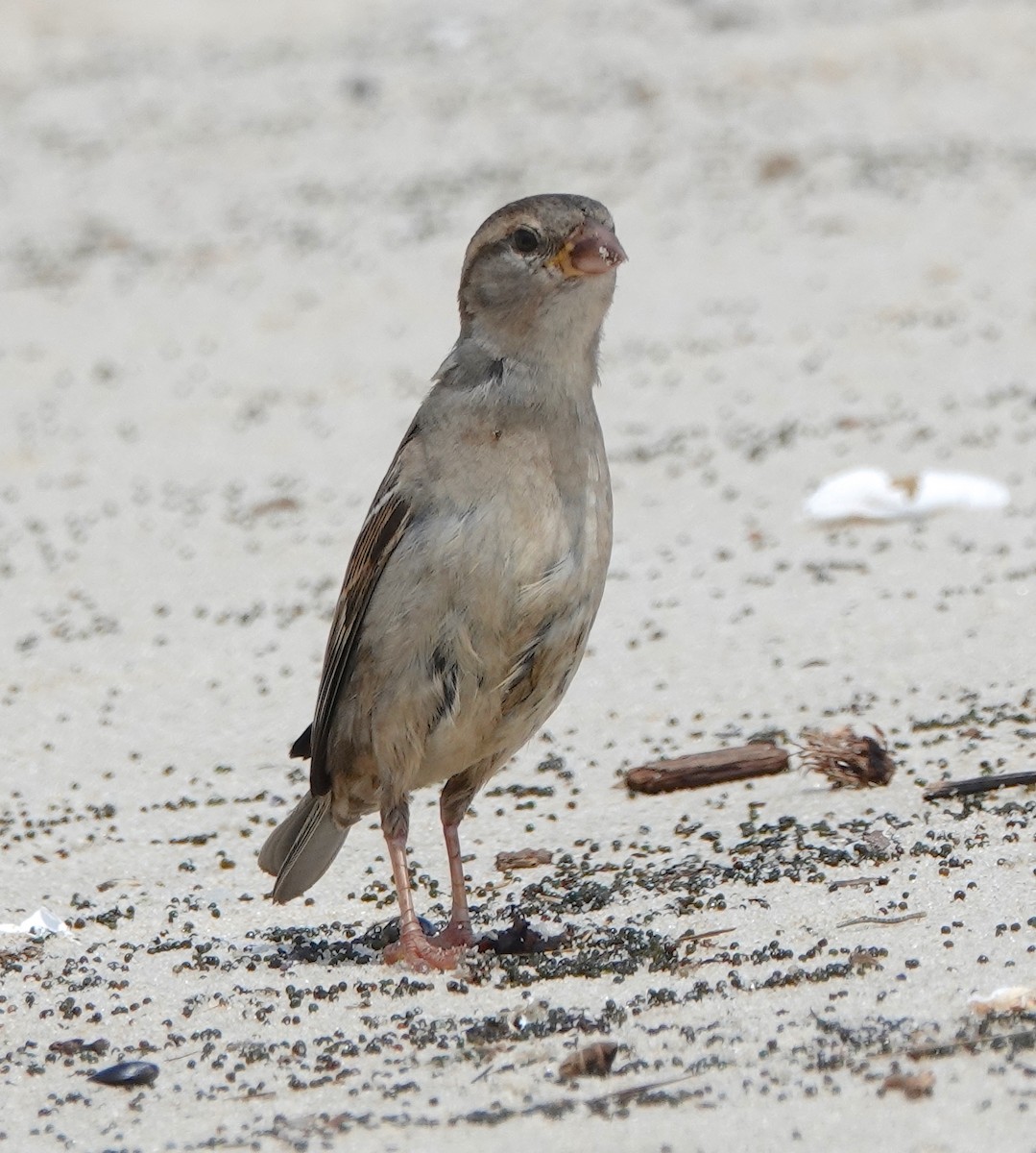 House Sparrow - ML347763001