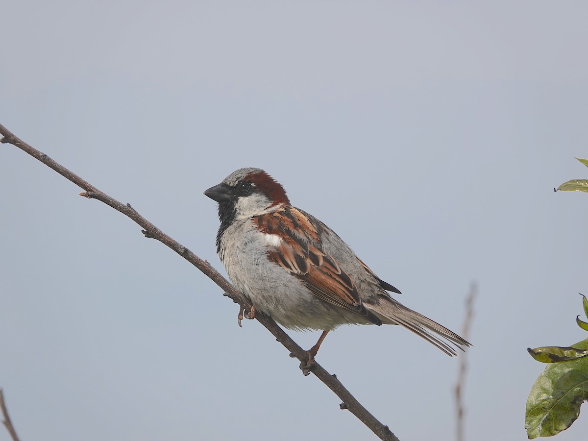 House Sparrow - ML347763101