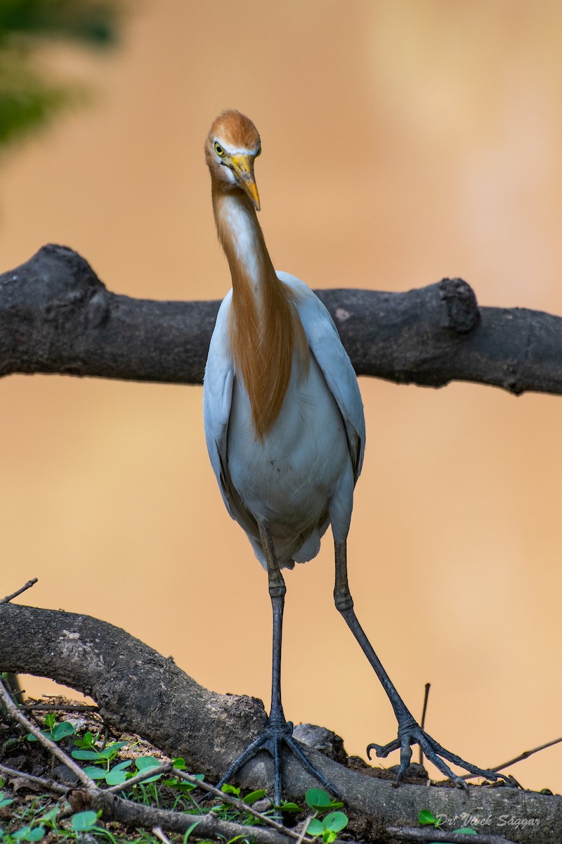 Eastern Cattle Egret - Vivek Saggar