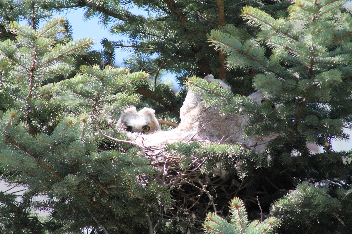 Great Horned Owl - ML347766091