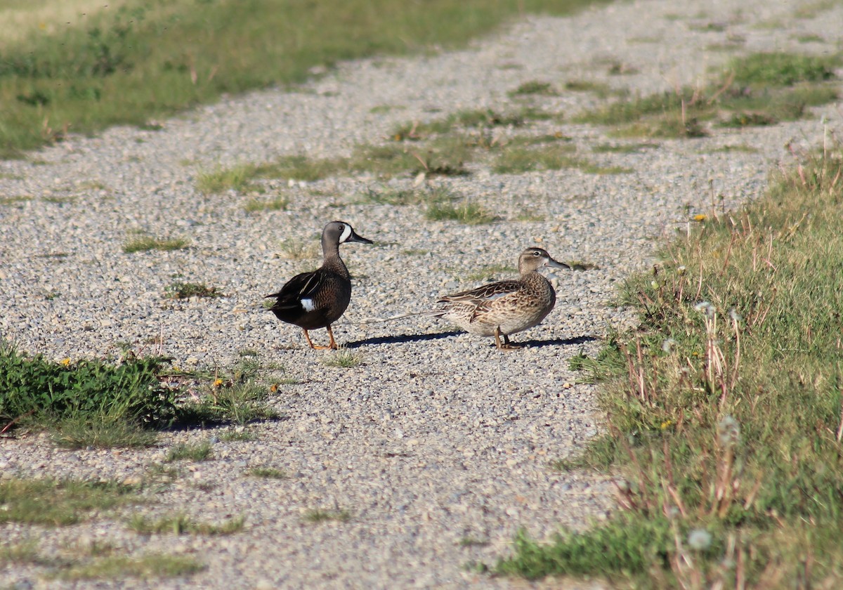 Blue-winged Teal - R Painter