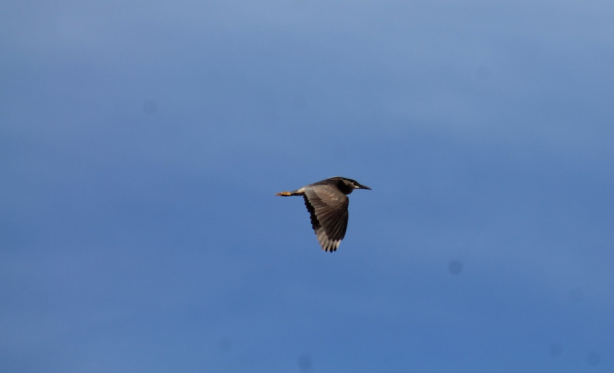 Black-crowned Night Heron - ML347766491