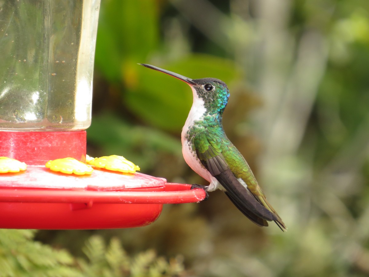 Andean Emerald - ML34776661