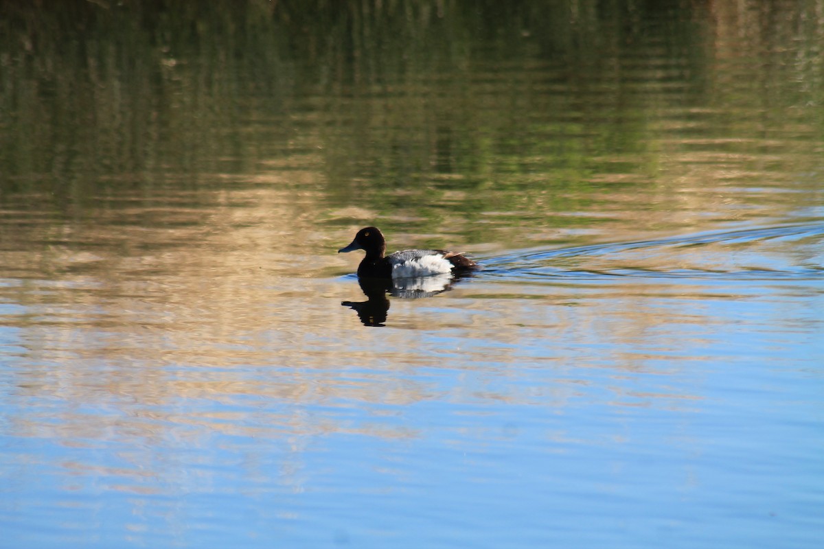 Lesser Scaup - ML347766661