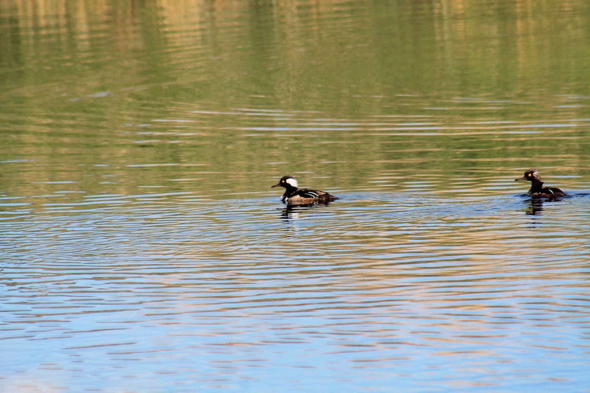 Hooded Merganser - ML347766871