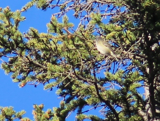 Cassin's/Blue-headed Vireo - R Painter