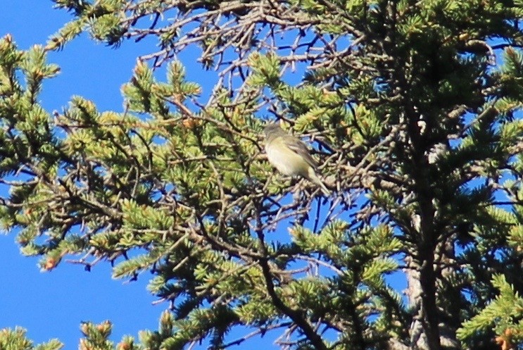 Cassin's/Blue-headed Vireo - ML347767211