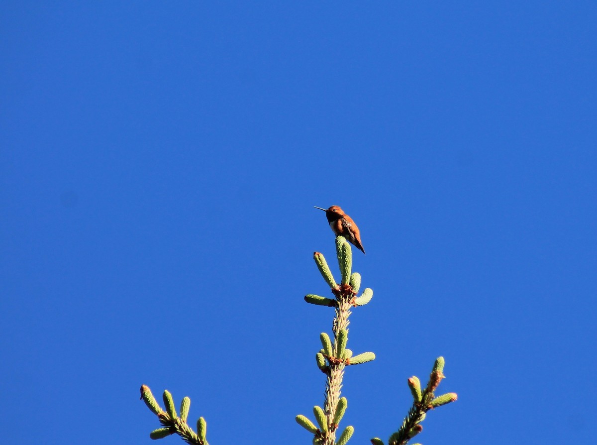 Rufous Hummingbird - R Painter