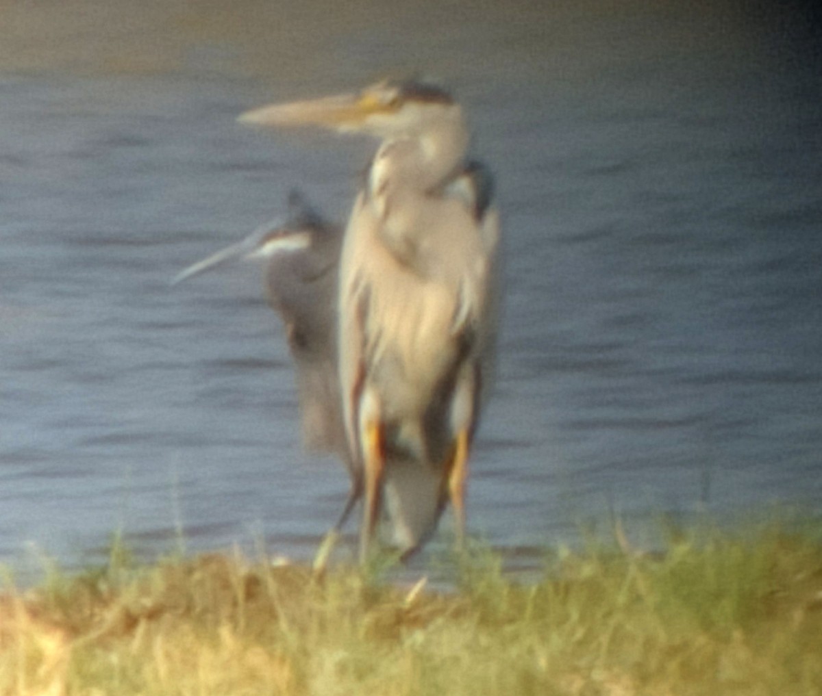 Western Reef-Heron (Western) - ML347767451