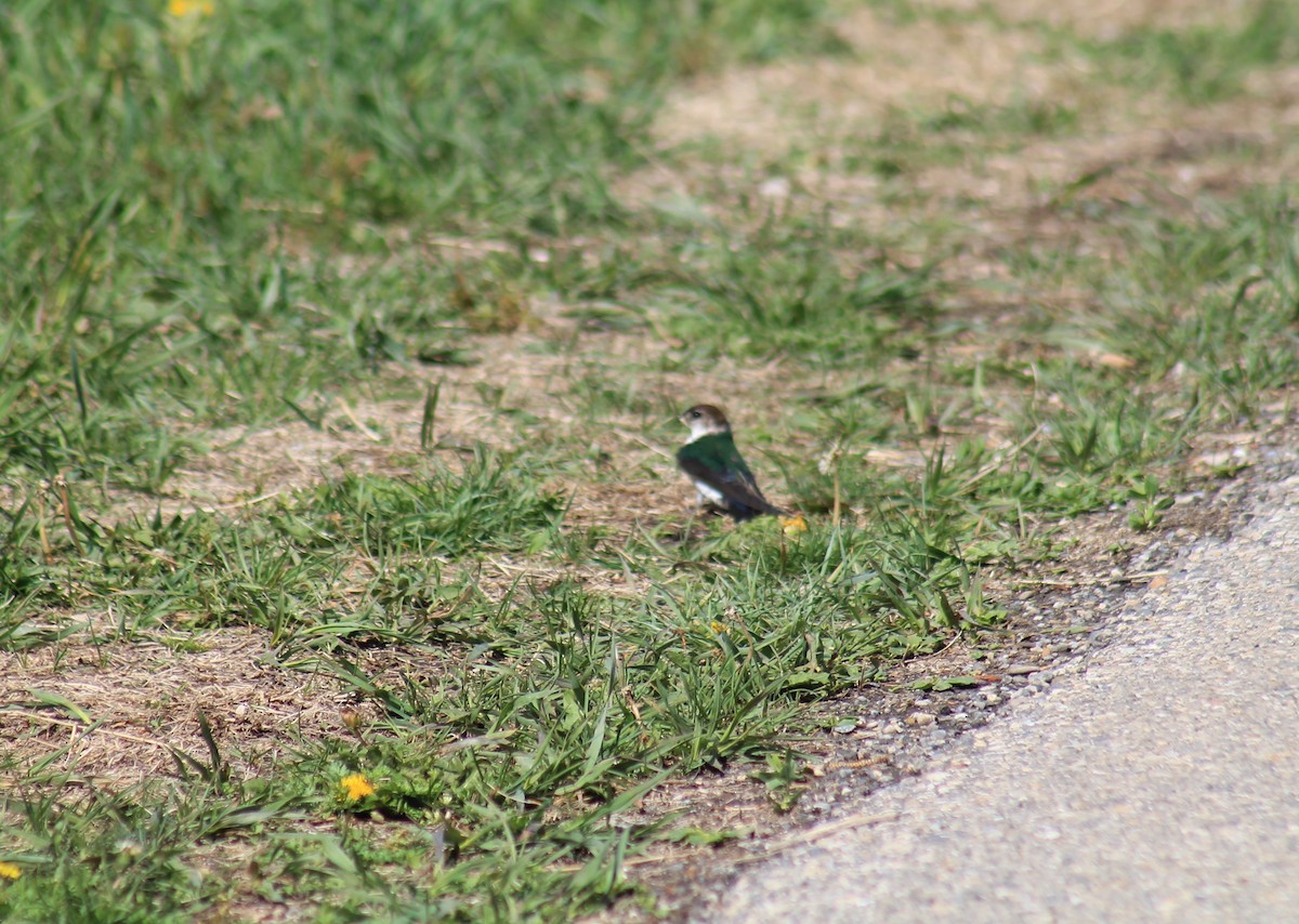 Violet-green Swallow - ML347767471