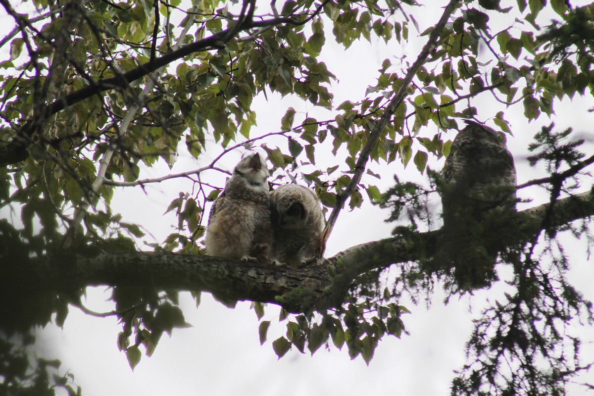 Great Horned Owl - ML347767731