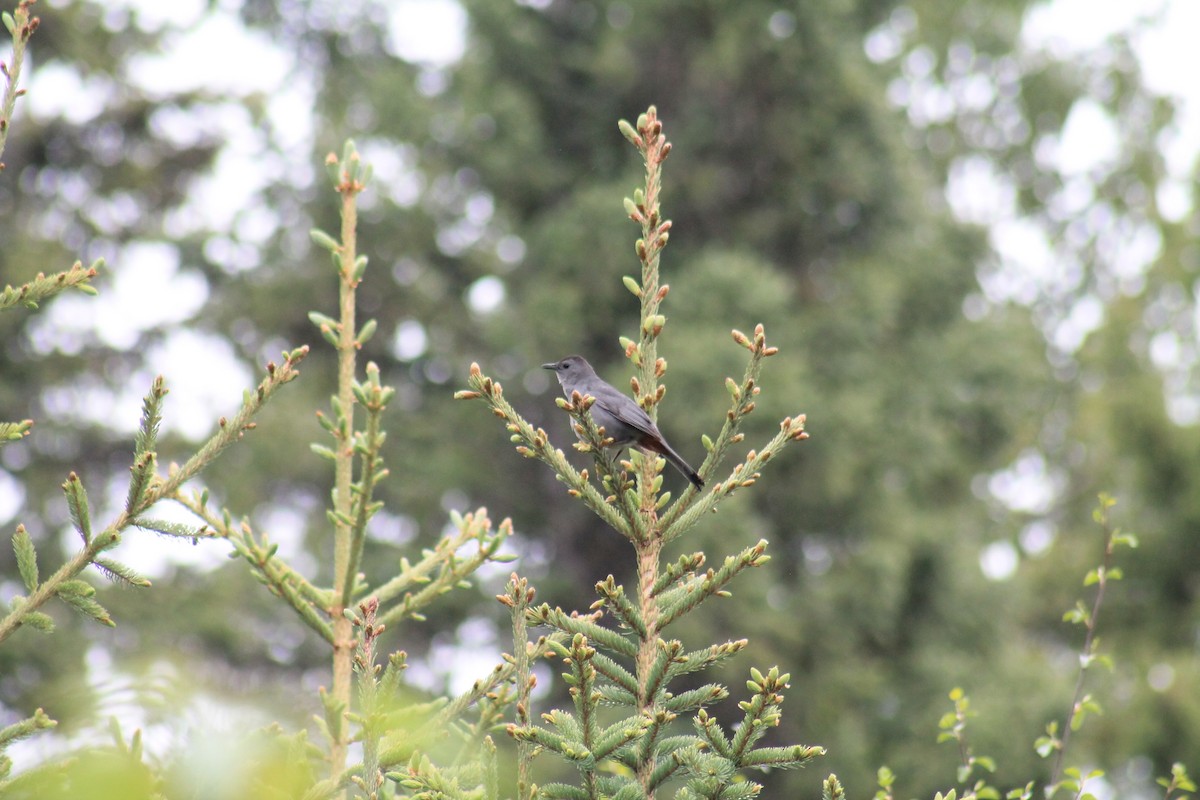 Gray Catbird - ML347767971