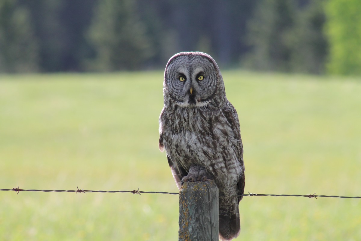 Great Gray Owl - R Painter