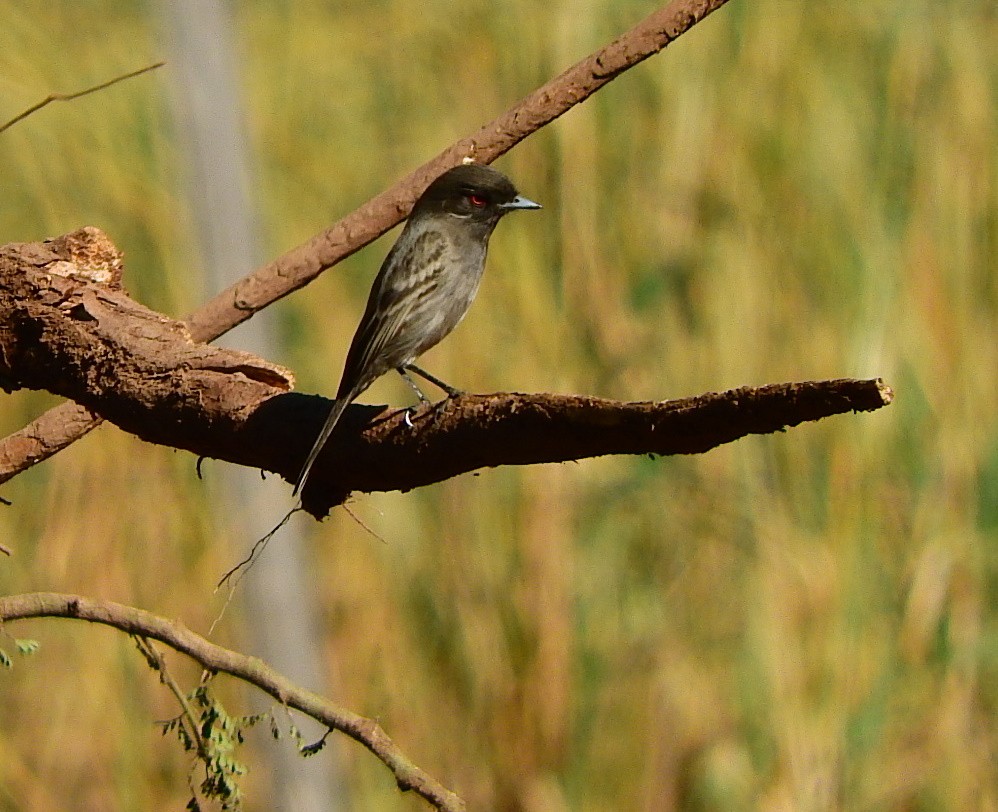 Cinereous Tyrant - ML347768431