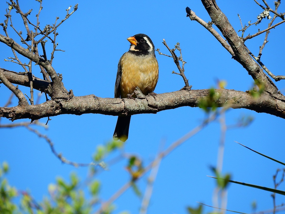 Golden-billed Saltator - Luis Recalde