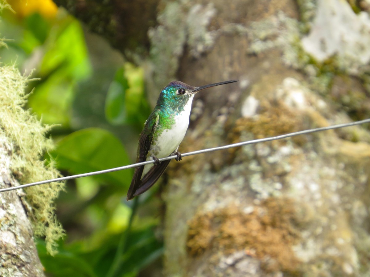 Andean Emerald - ML34776911