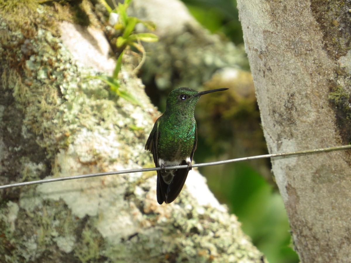 Steely-vented Hummingbird - ML34776971