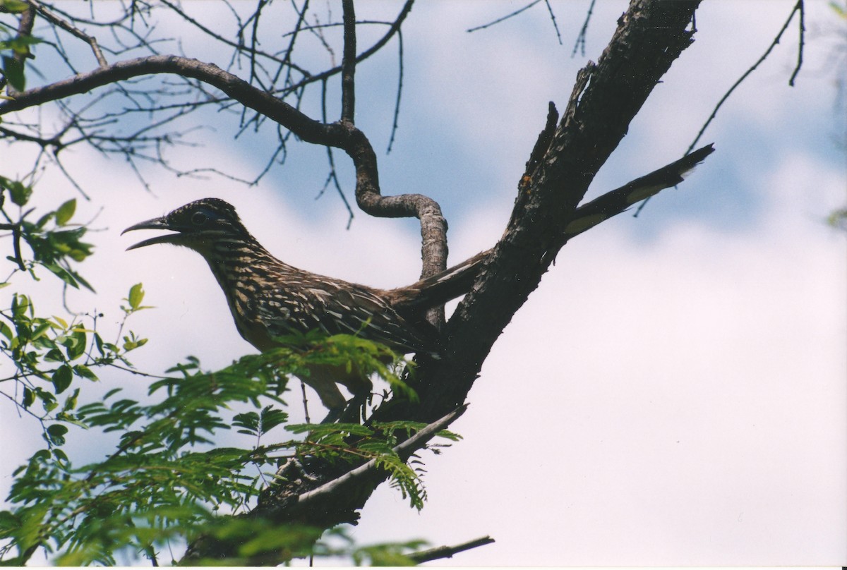 Lesser Roadrunner - ML34777081