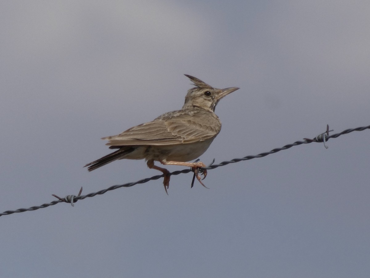 Crested Lark - ML347771041