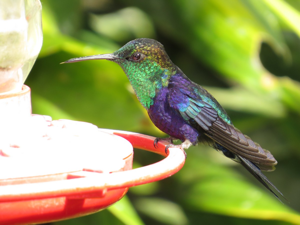 Crowned Woodnymph (Green-crowned/Emerald-bellied) - ML34777111