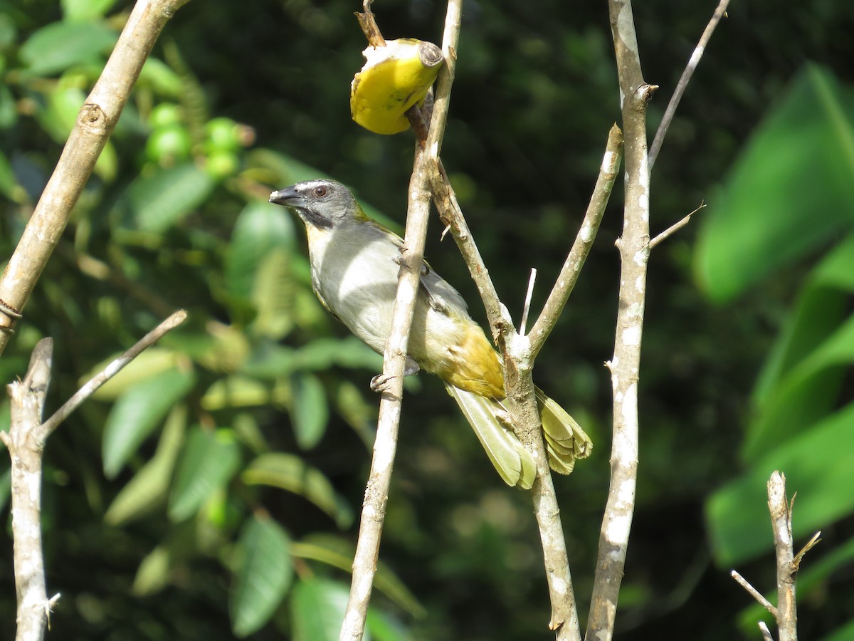 Buff-throated Saltator - Mark Kosiewski