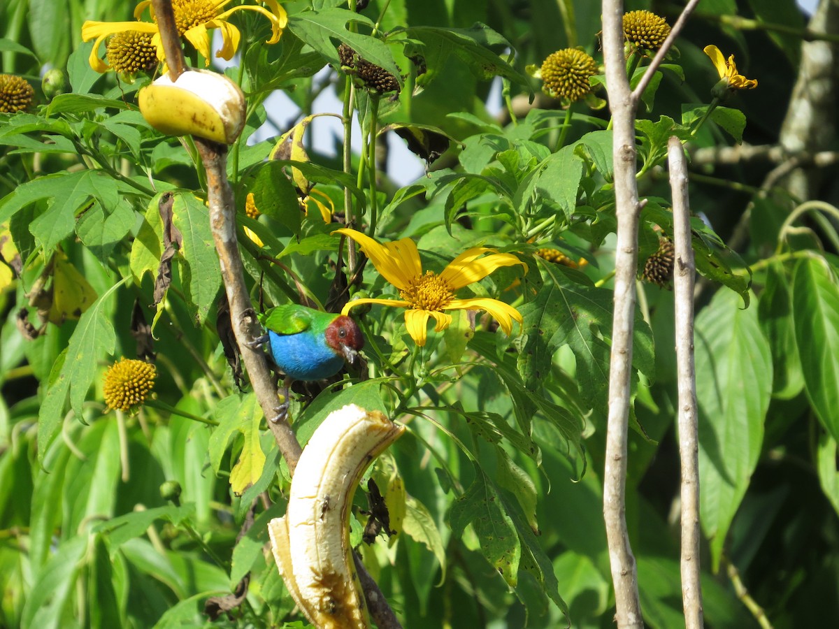 Bay-headed Tanager (Bay-and-blue) - ML34777191