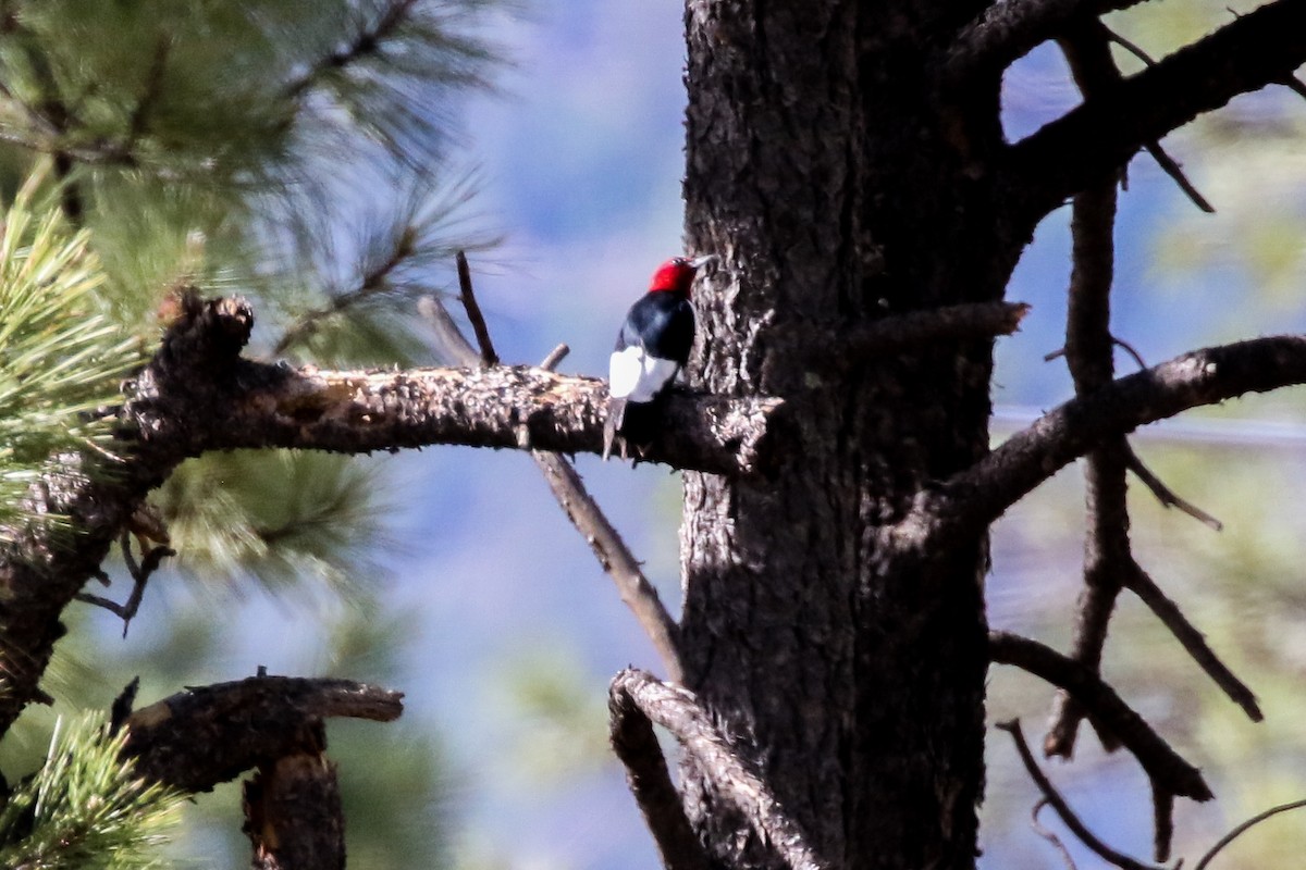 Red-headed Woodpecker - ML347772581