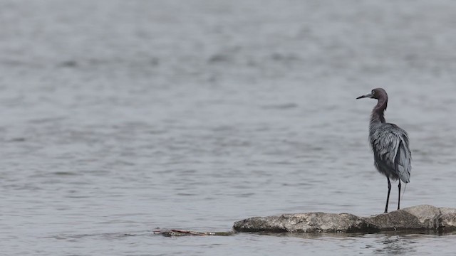 Little Blue Heron - ML347773481