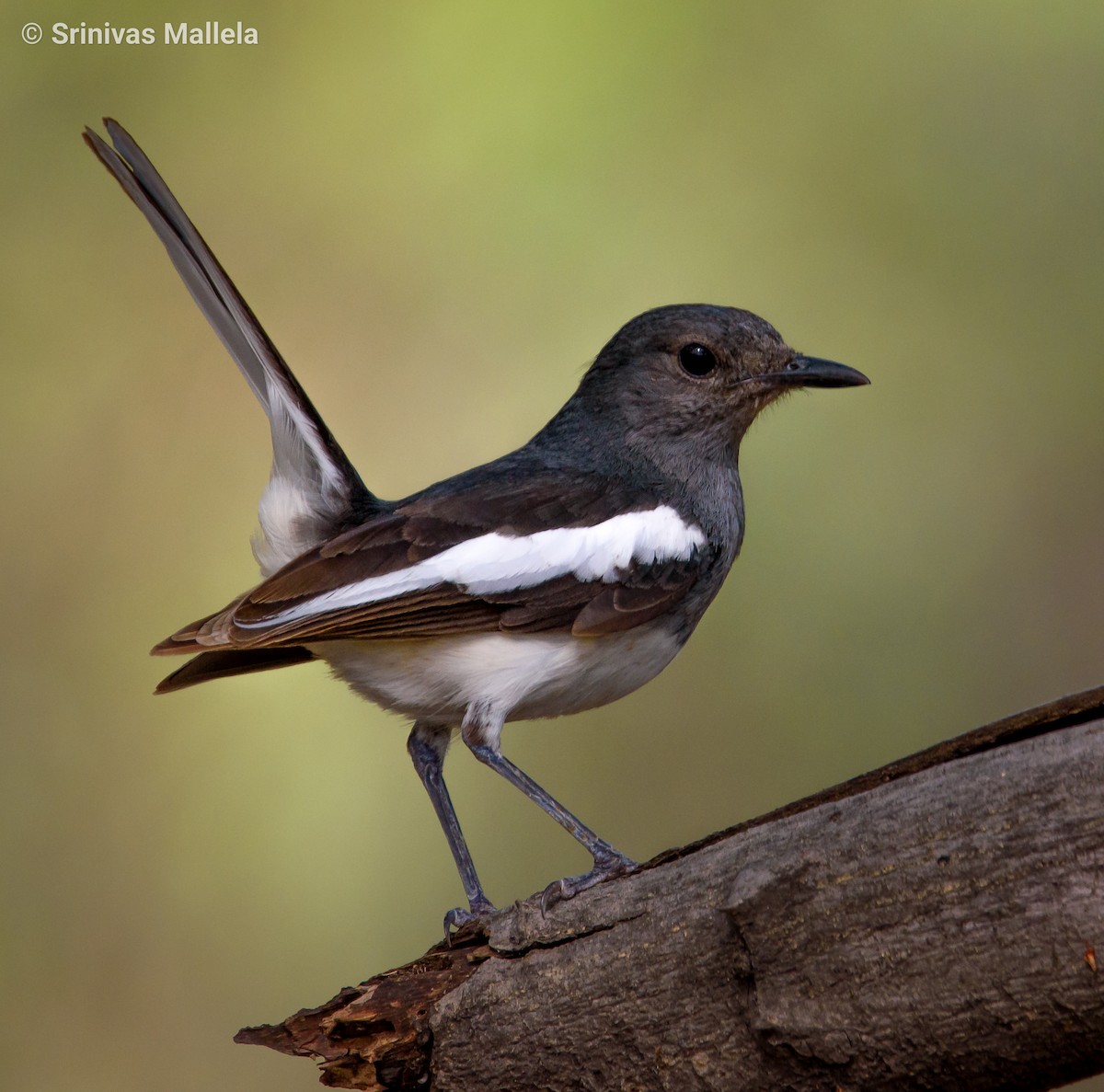 Oriental Magpie-Robin - ML347774161