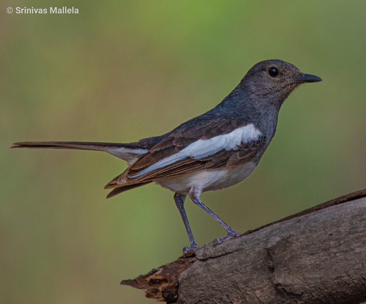 Oriental Magpie-Robin - ML347774171
