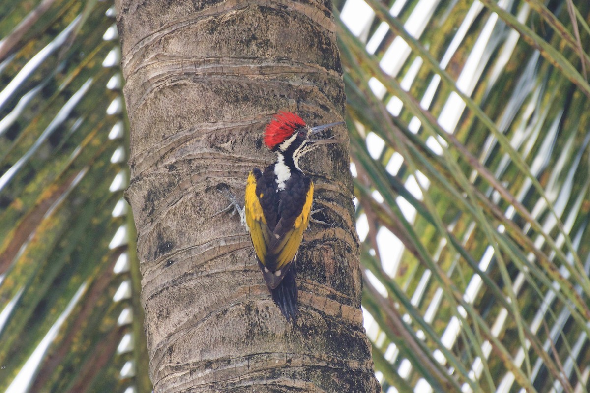 White-naped Woodpecker - ML347774241