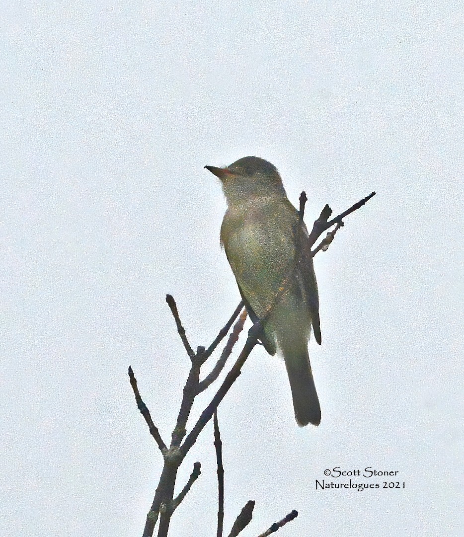 Willow Flycatcher - ML347774431