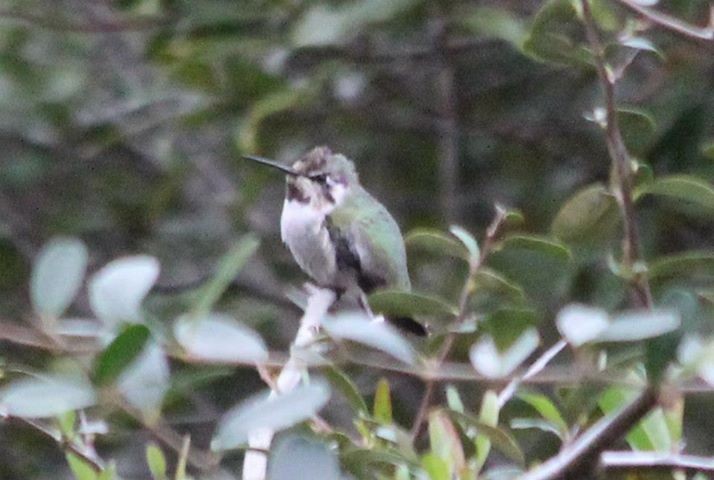 Costa's Hummingbird - ML34777601