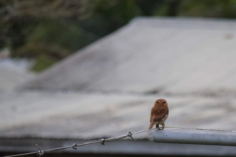 Ferruginous Pygmy-Owl - ML347777931