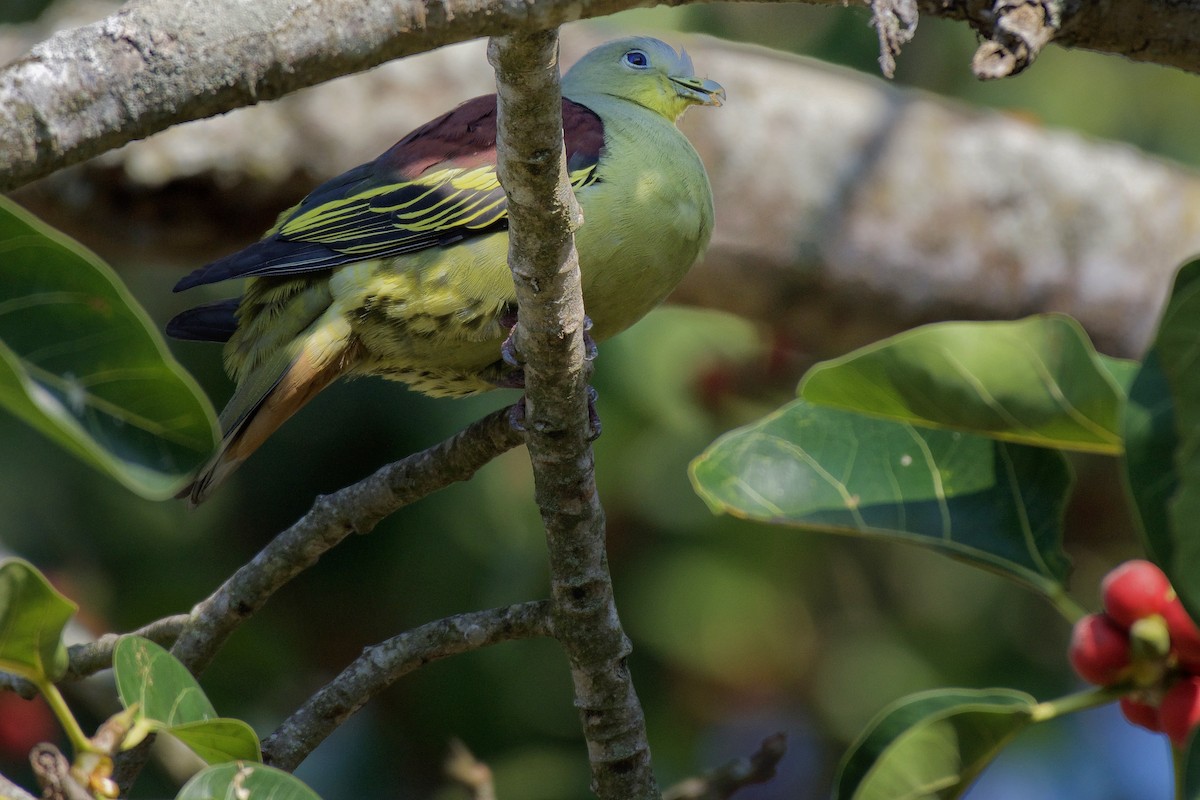 Gray-fronted Green-Pigeon - ML347778021