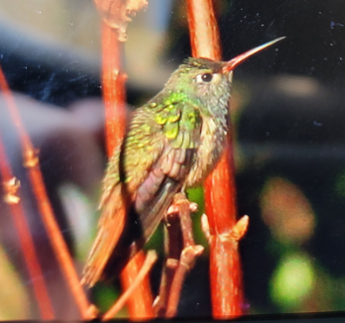 Buff-bellied Hummingbird - ML347778101
