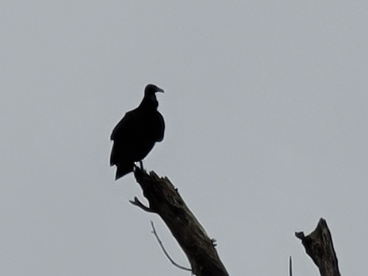 Black Vulture - ML347778341