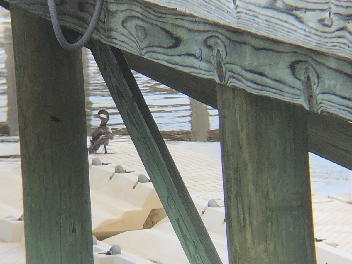 Bufflehead - ML347778531