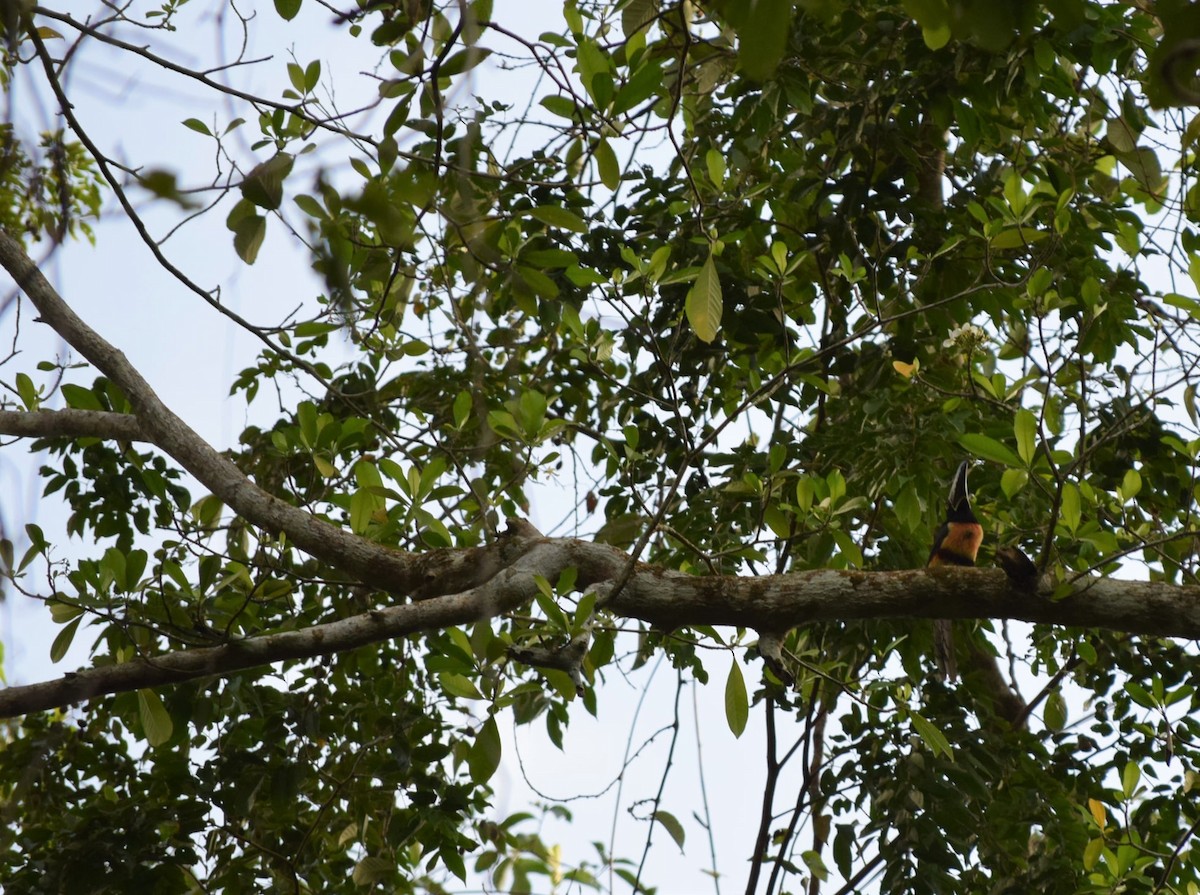 Collared Aracari - ML347778611