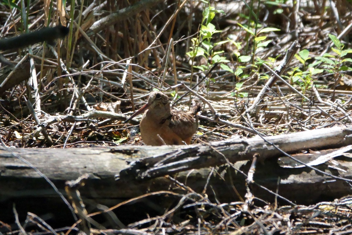 American Woodcock - ML347778891