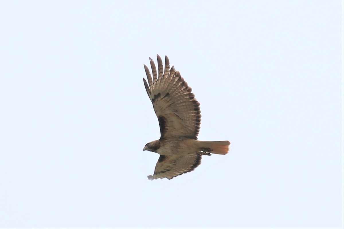 Red-tailed Hawk (calurus/alascensis) - Xiaoni Xu